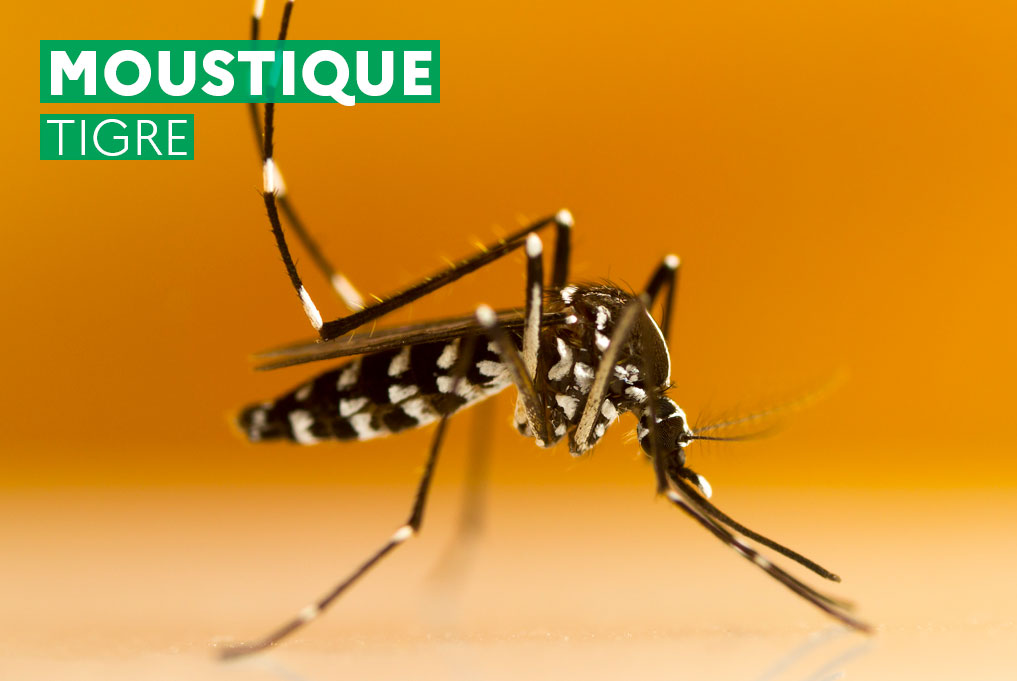 site-moustique-tigre.jpg