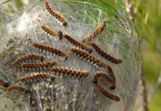 chenilles_404X279.jpg