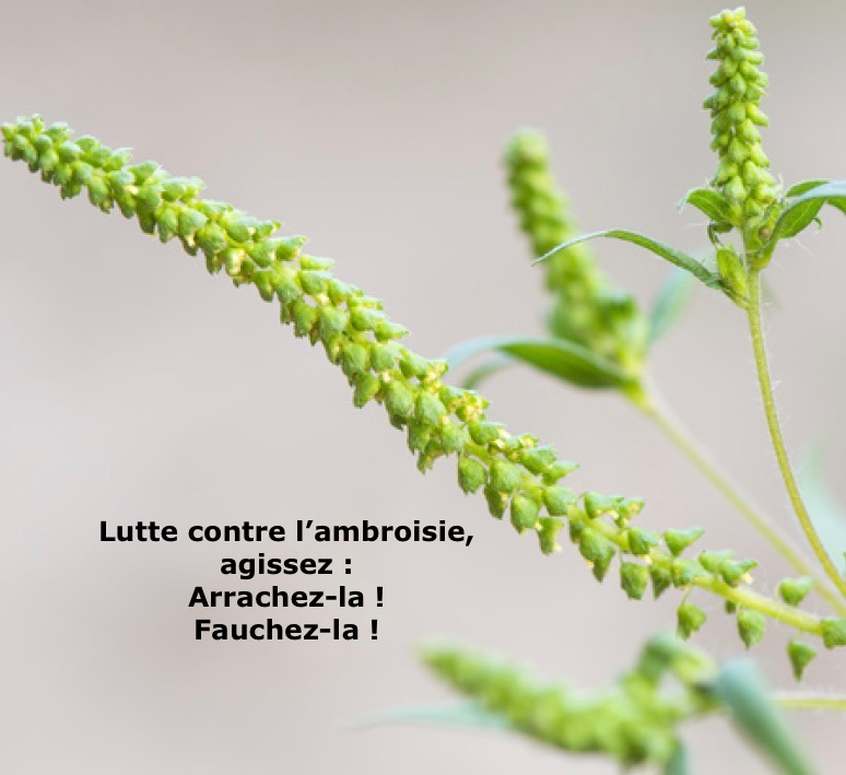 _ambroisie.png