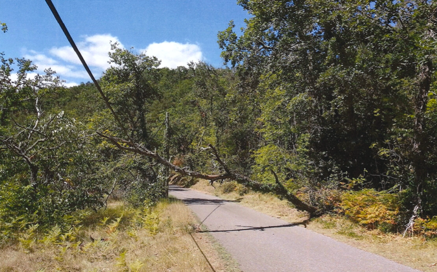 chute d_arbre _1_.png
