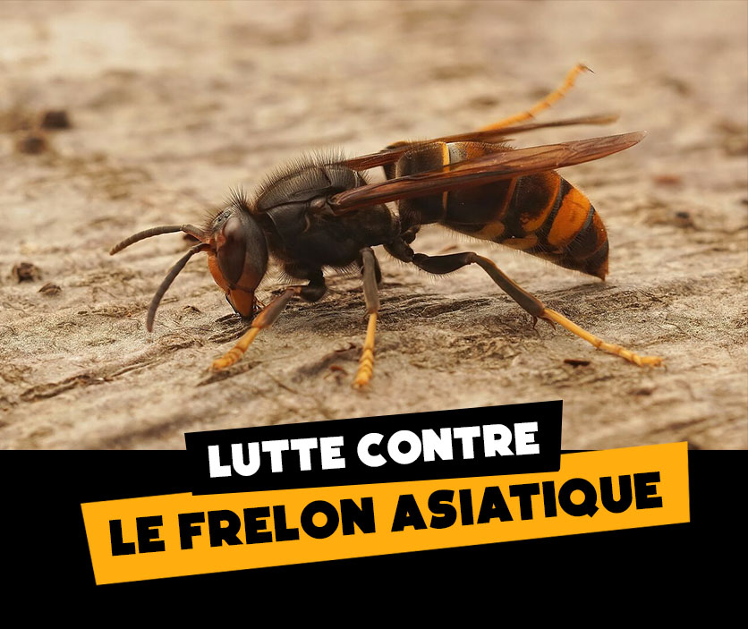 lutte-frelon-asiatique.jpg