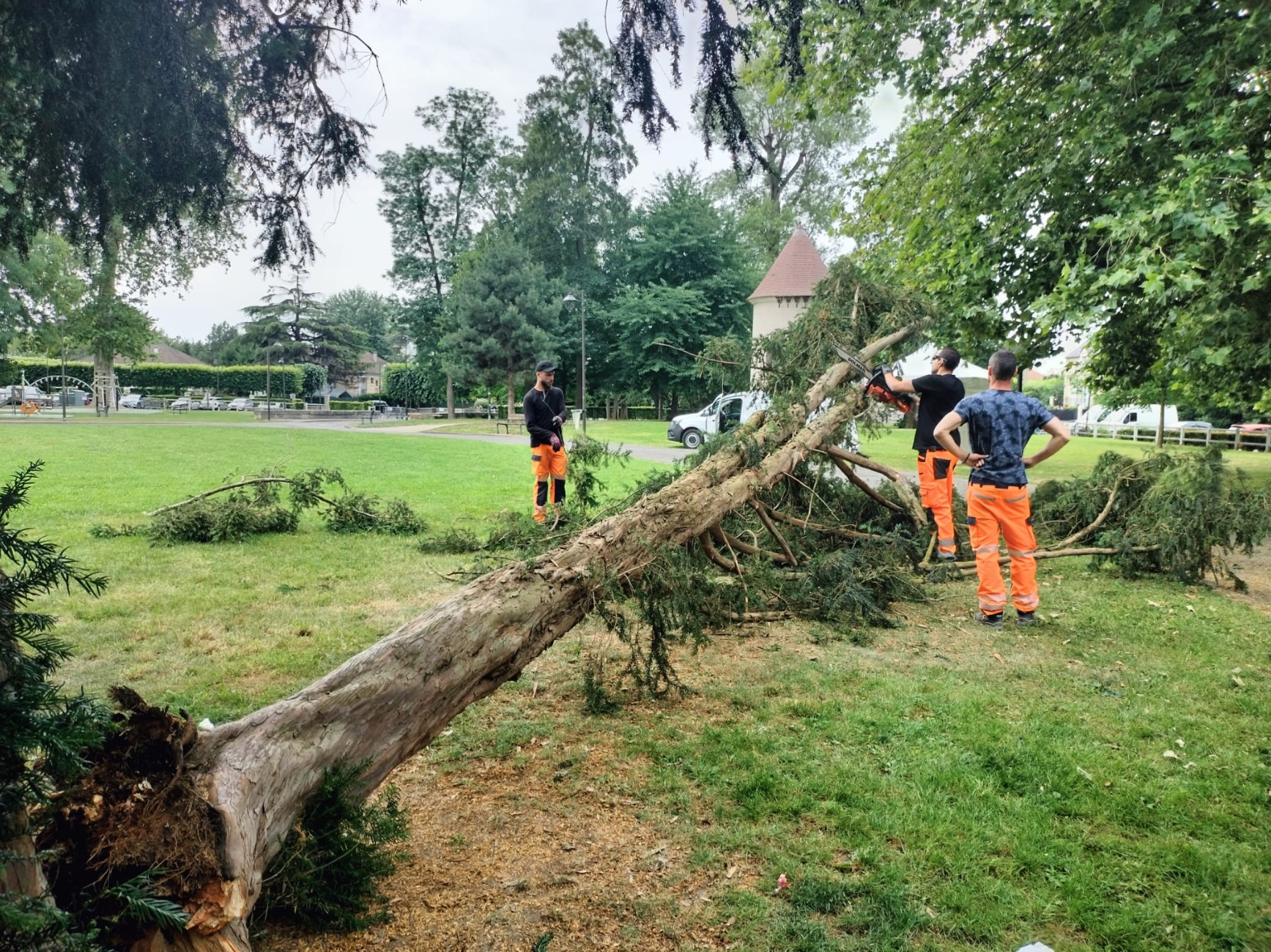 ARBRE 1606 2.jpg