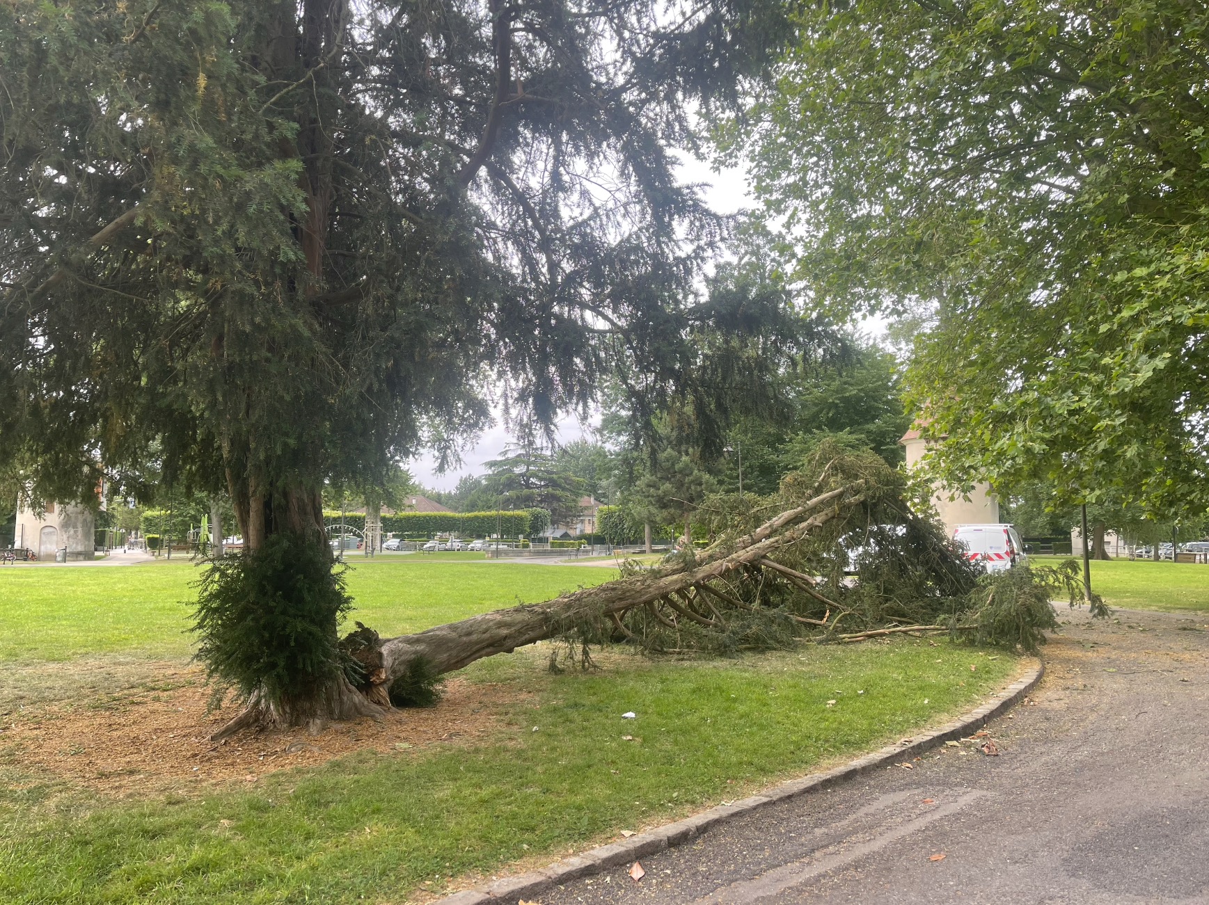 ARBRE 1606 1.jpg