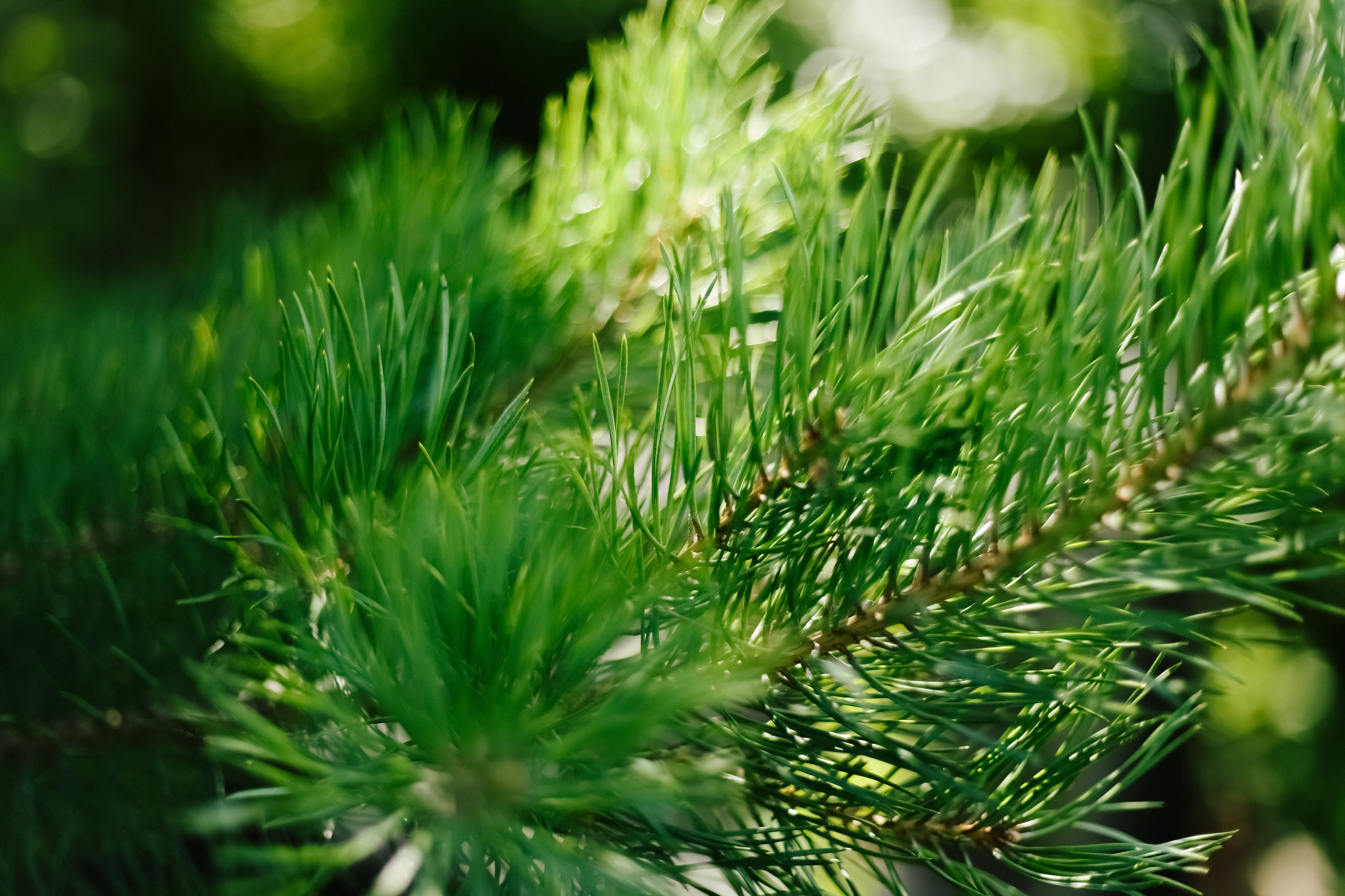 closeup-photo-of-green-needle-pine-tree-blurred-pine-needles-in-background.jpg