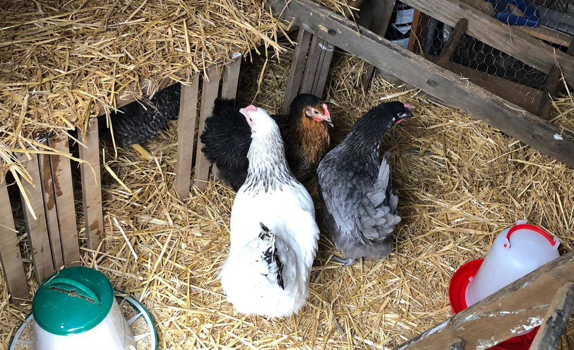 poulesetcovivial.png