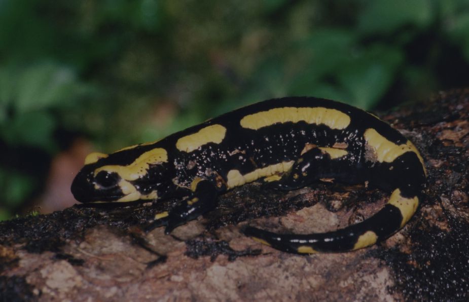 salamandre 1.jpg