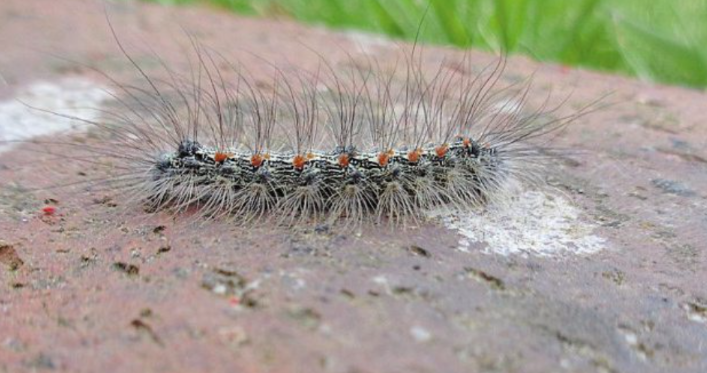 chenille Lithosie.png