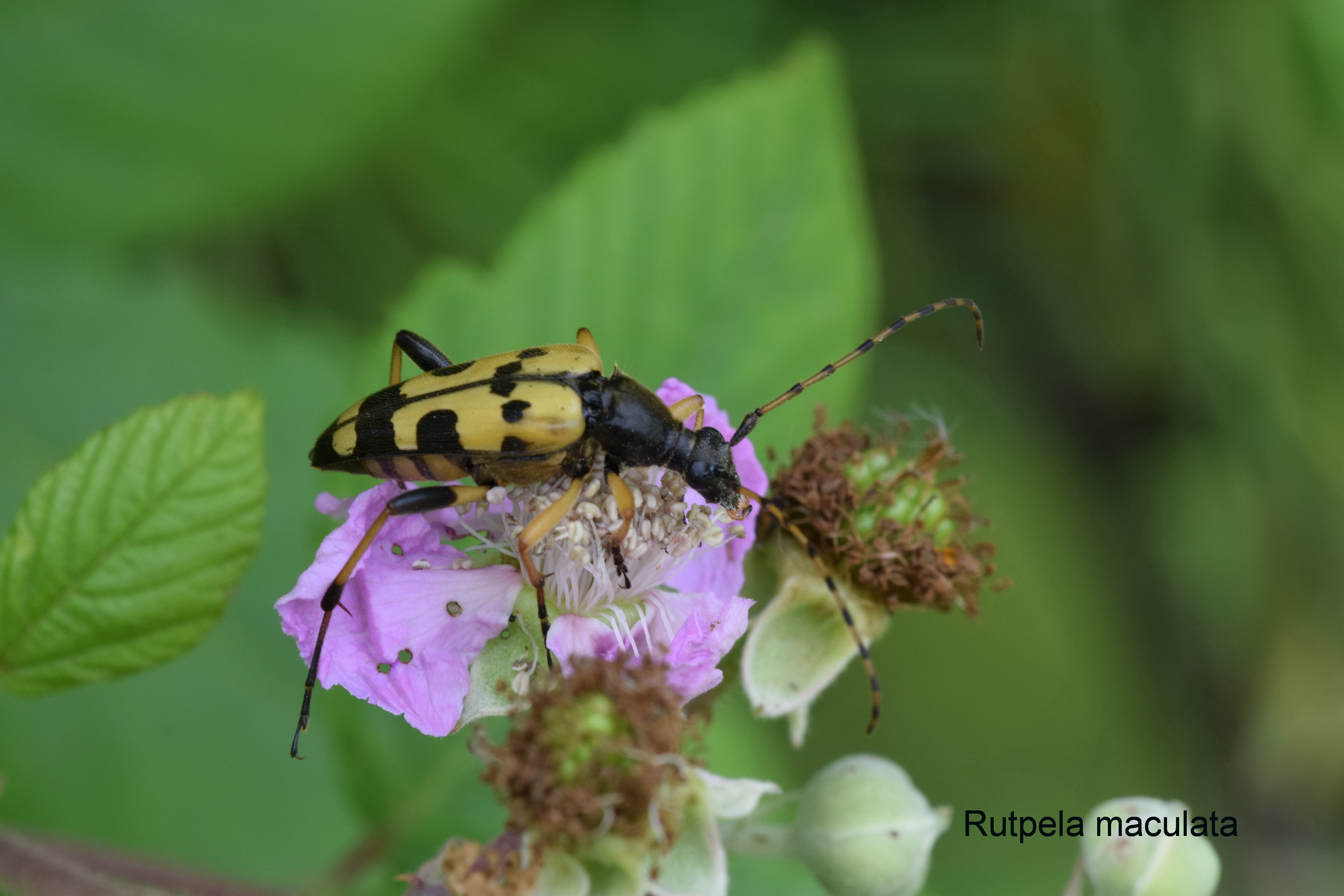 Rutpela maculata - Les Longicornes 08-2019.JPG