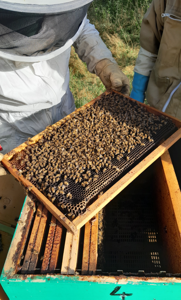récolte du miel des ruches sautronnaises