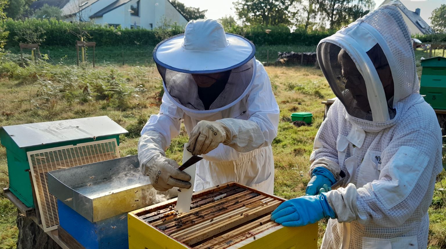 Ville d_abeilles, de fleurs et de biodiversité.JPG