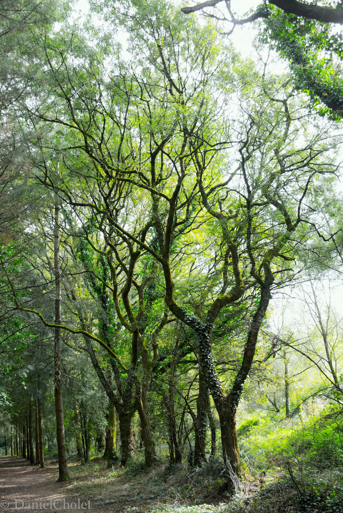 arbre remarquable ©Daniel CHOLET.jpg