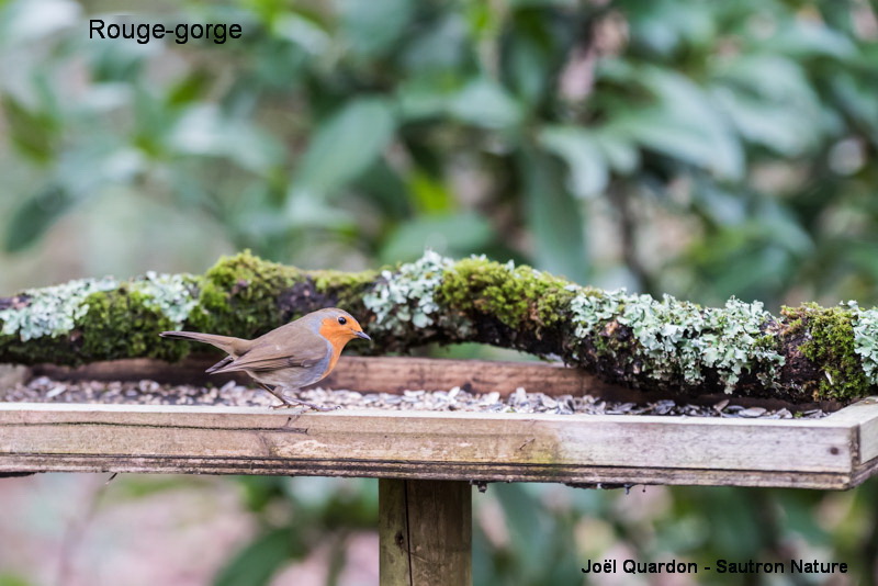 oiseaux de la mangeoire -rouge gorge ©Joël QUARDON.jpg