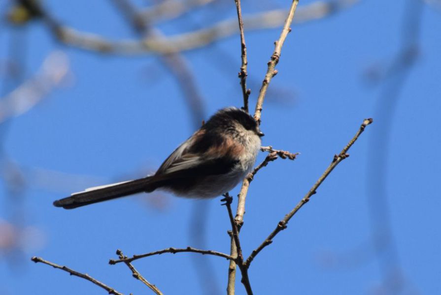 mésange à longue queue.JPG