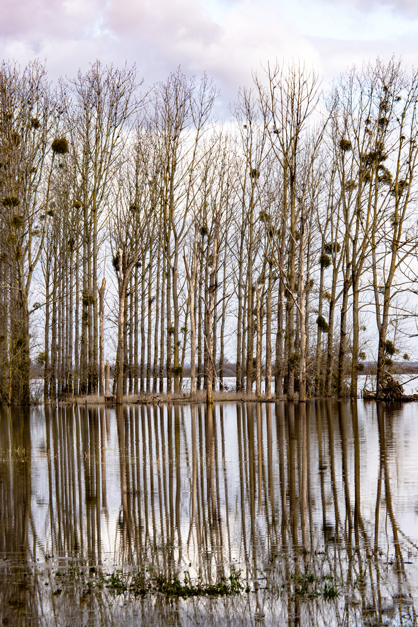 reflet sur le lac de grandlieu