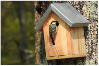 OISEAU.jpg