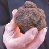 truffe-noire.jpg truffe-noire.jpg
