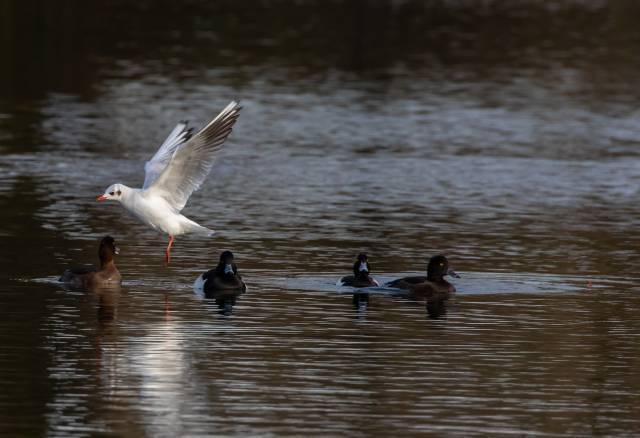 230131_mouette_rieuse_1_0.jpg