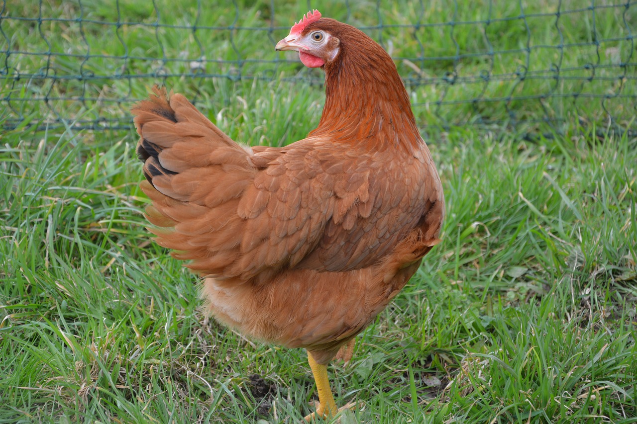 red-hen-3257313_1280.jpg
