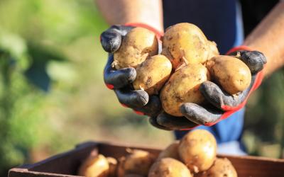 pommes de terre.jpg
