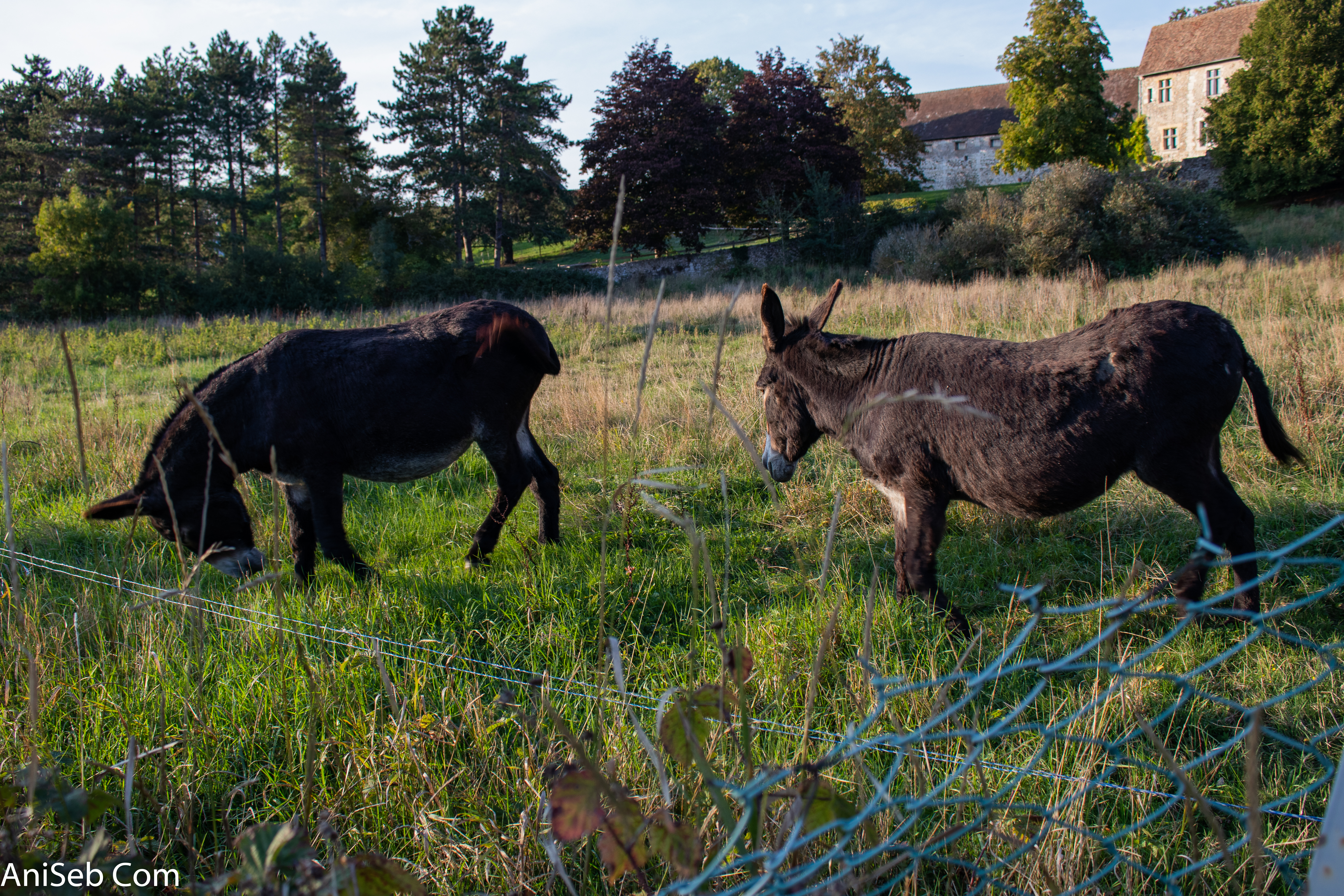 2 ânes dans une propriété chemin Braquin.jpg