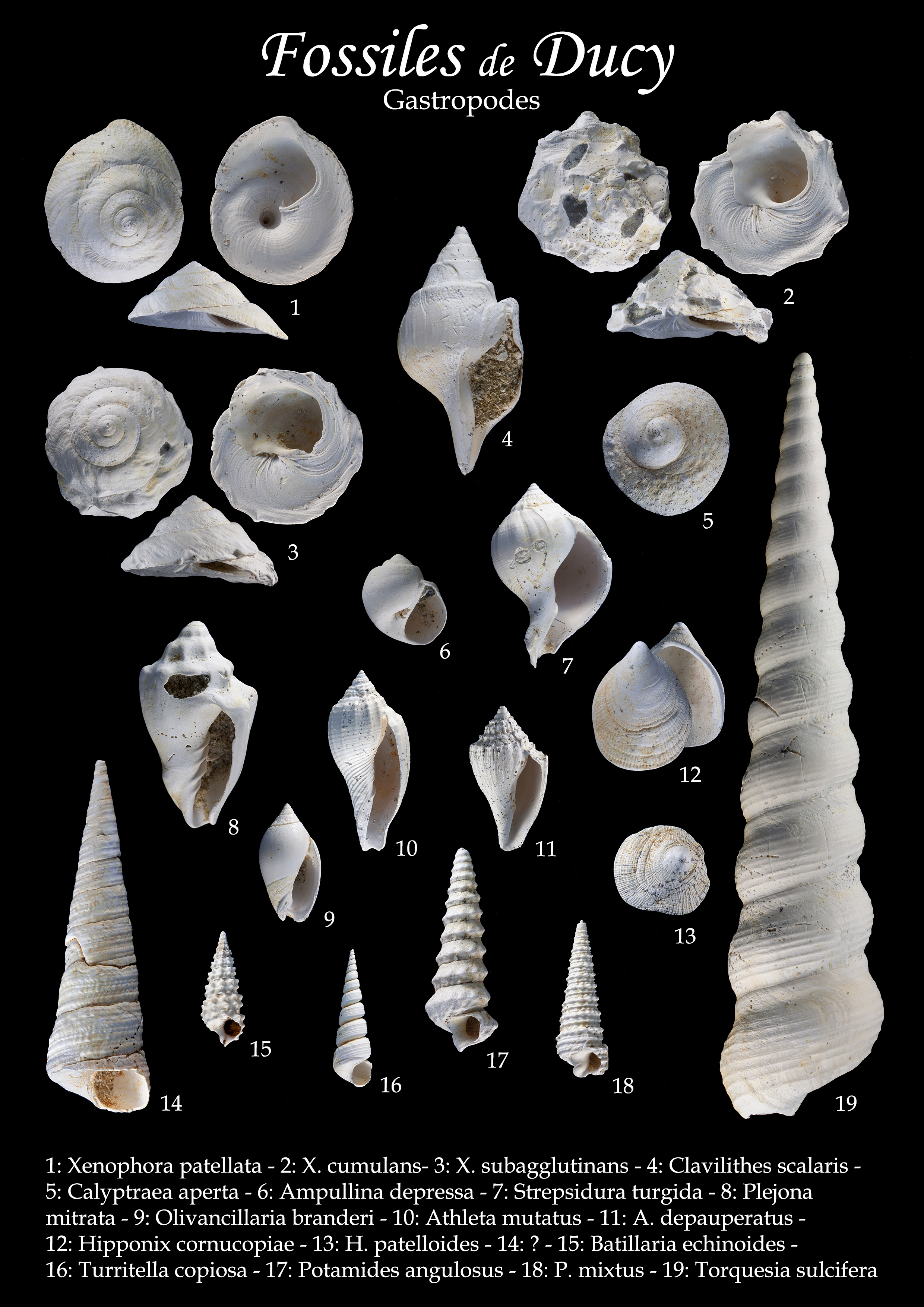 Fossiles 1.jpg