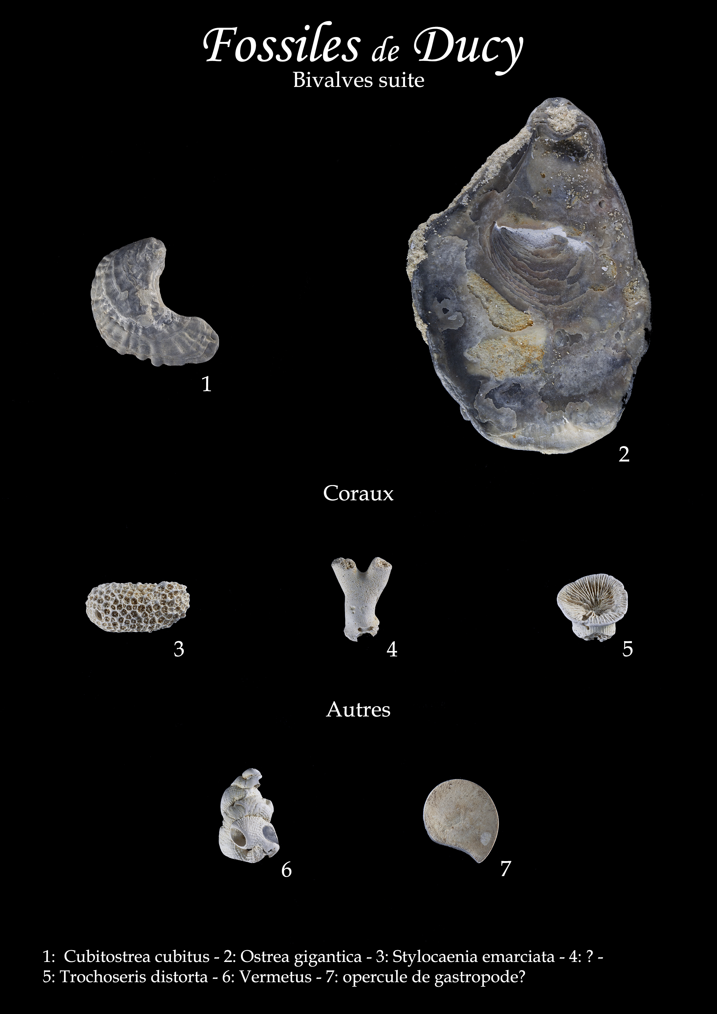 Fossiles 3.jpg