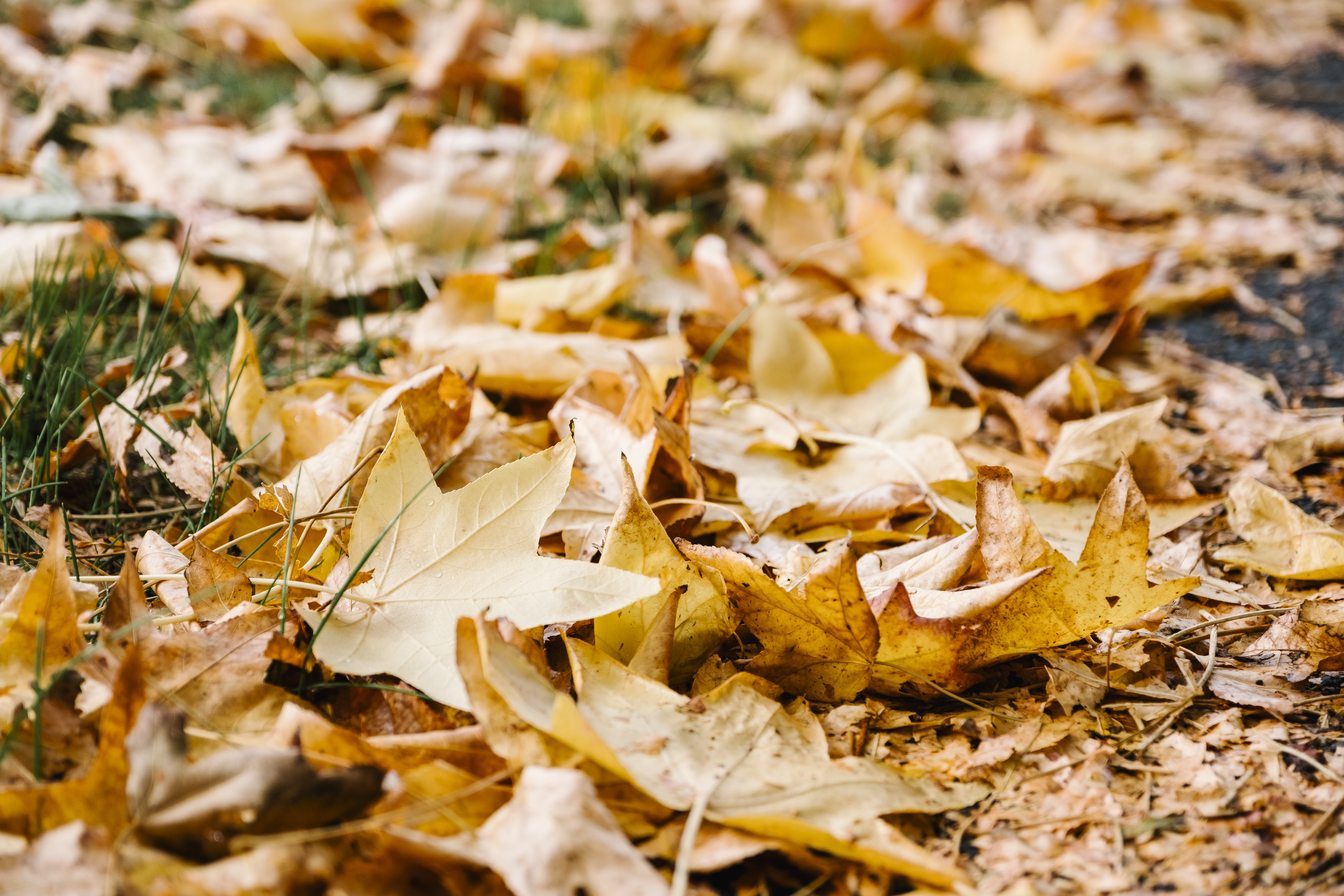 autumn-yellow-leaf.jpg