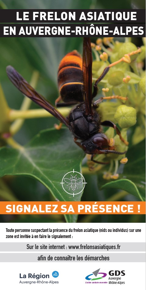 frelon asiatique en auvergne rhone alpes.jpg