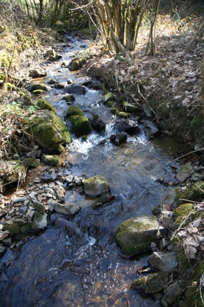 smrb rivière.jpg