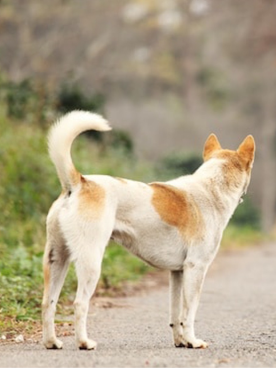 Chien-errant-divagation-1.jpg