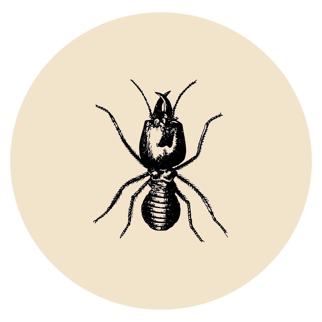 Termite.png