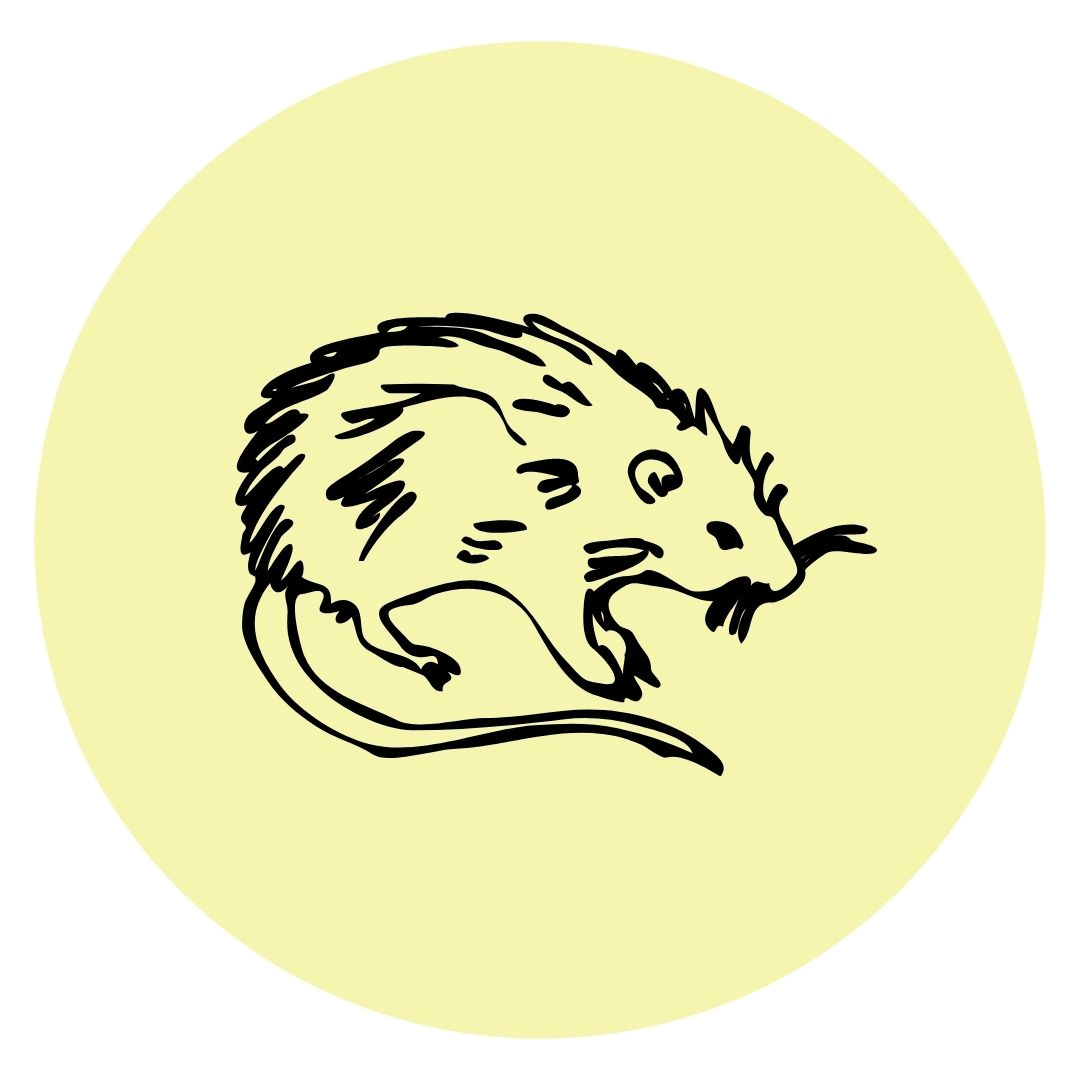Rat.png