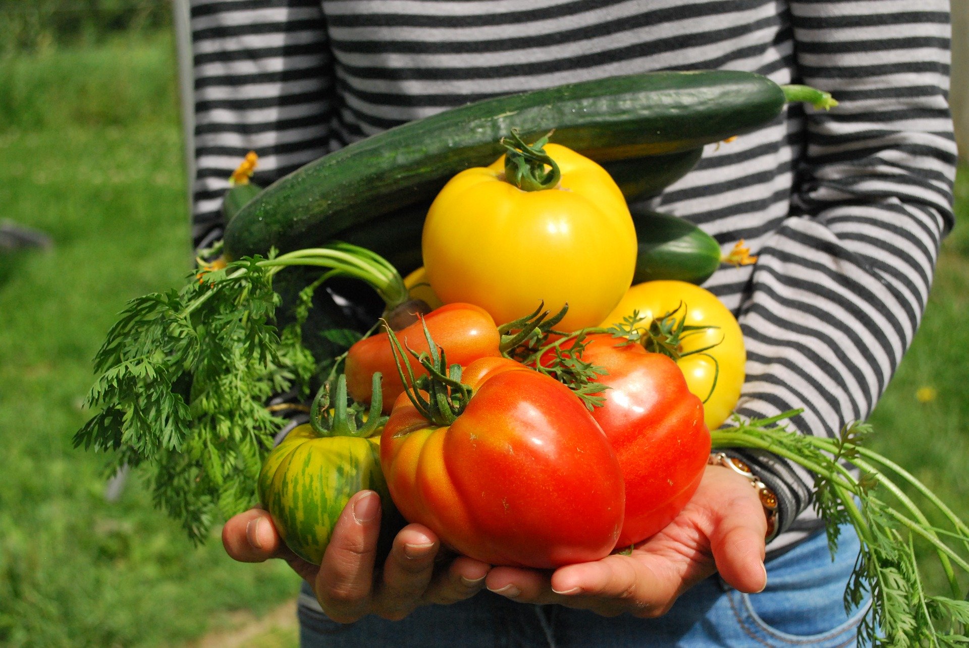 potager_1.jpg