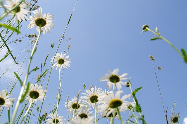 daisies-5343423_640.jpg