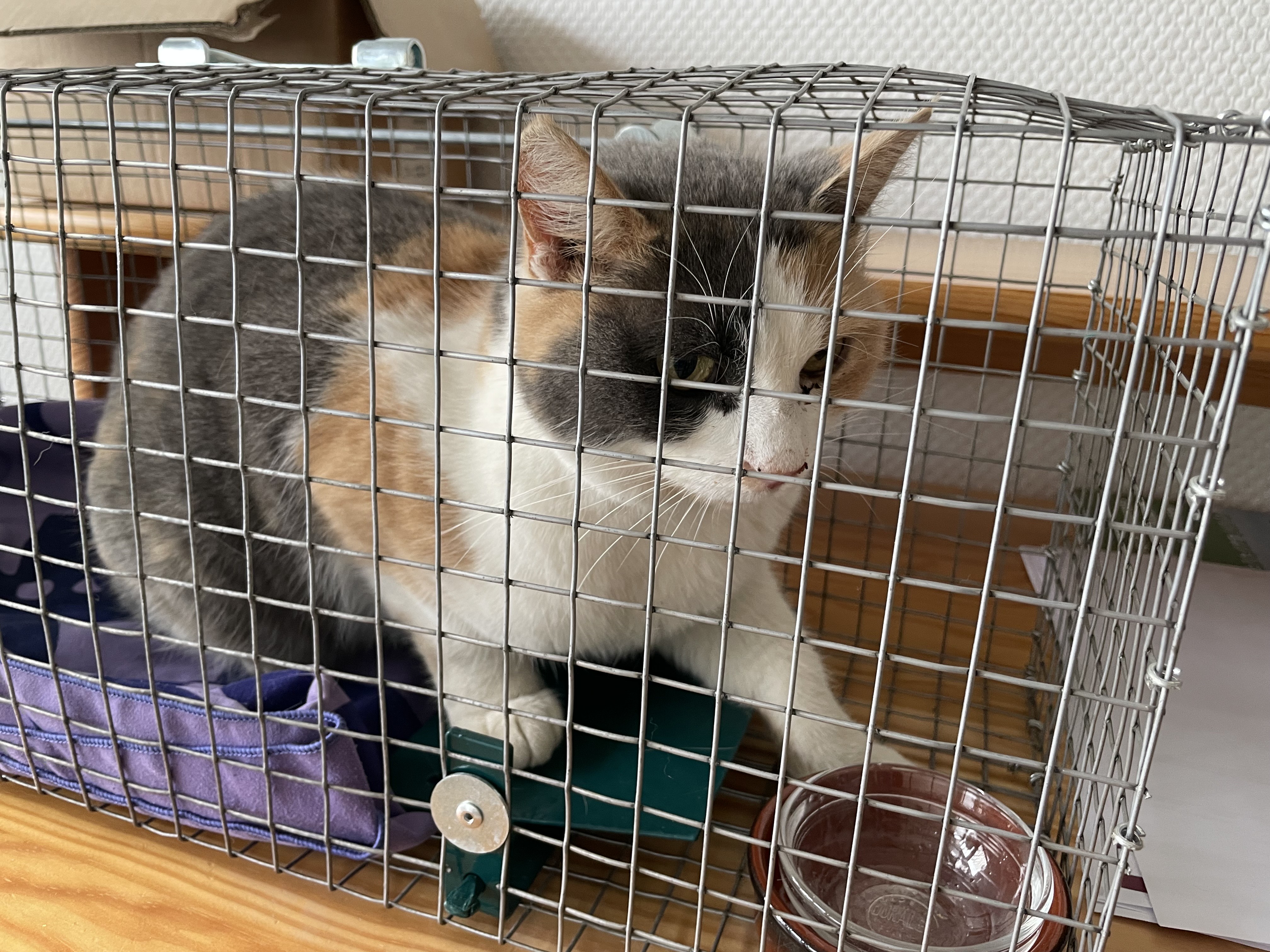 Trouvé chat tricolore.jpeg