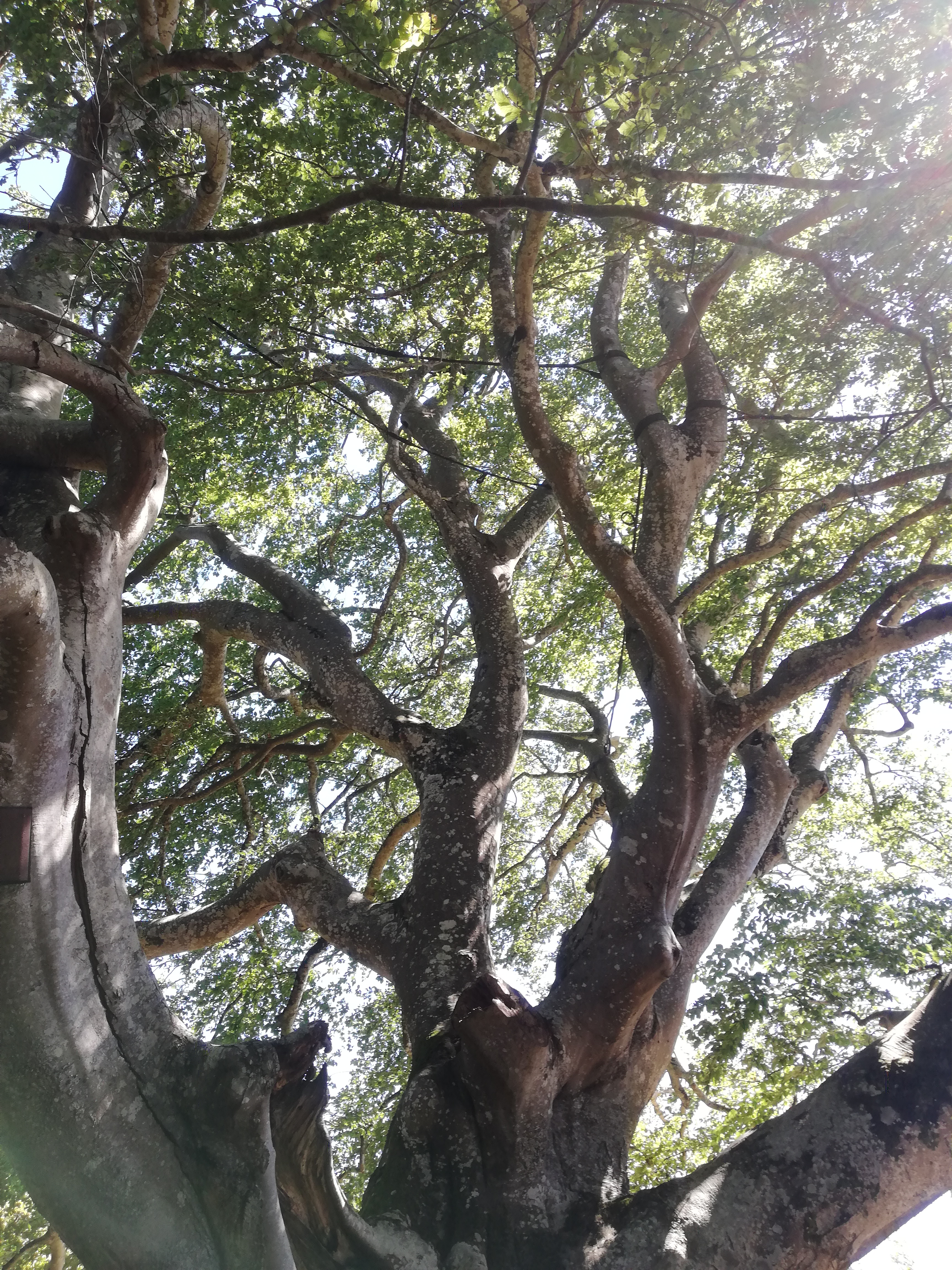 photo arbre saint-jammes.jpg