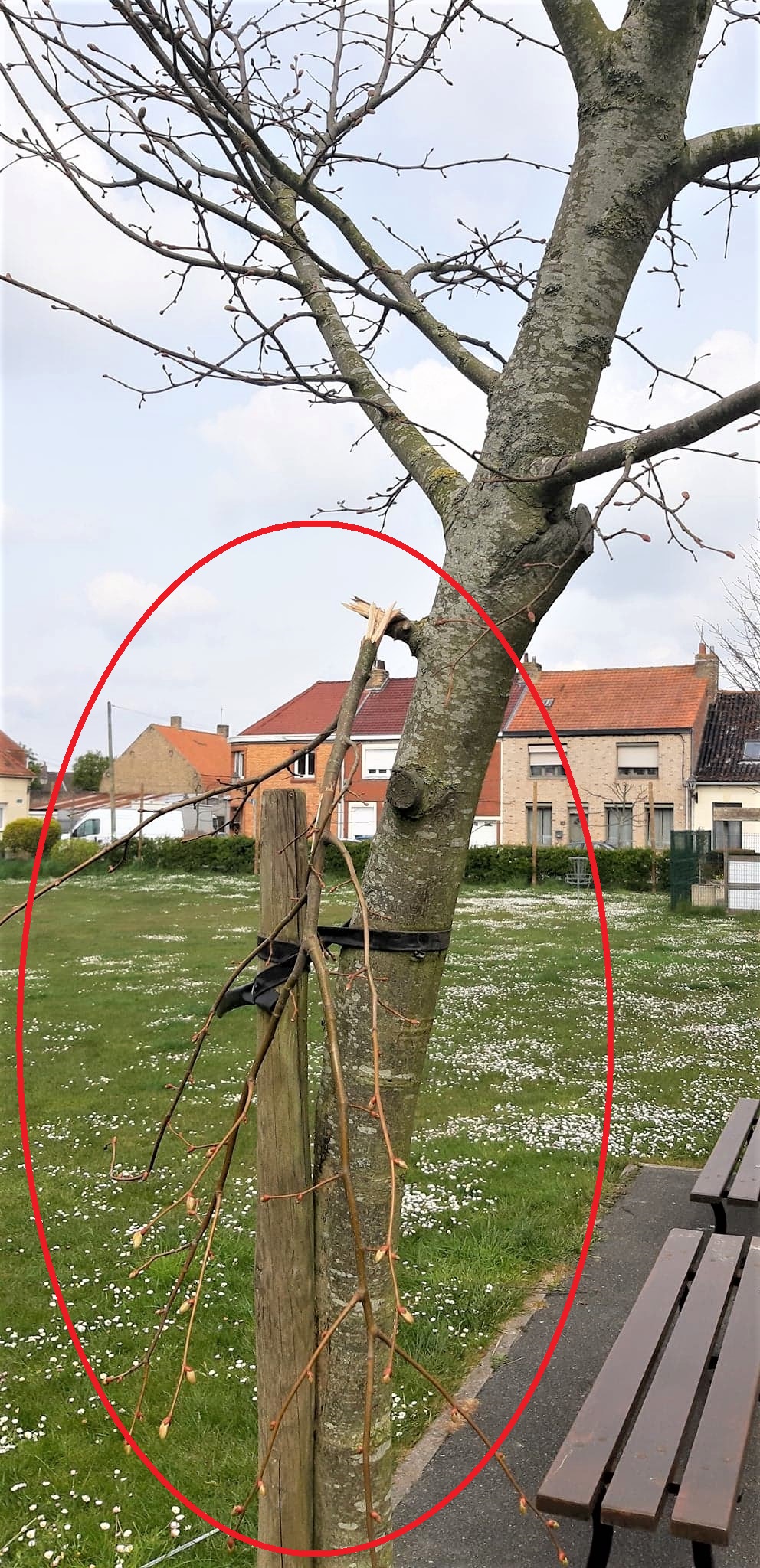 Degradations_arbre_Avril_2021_1.jpg