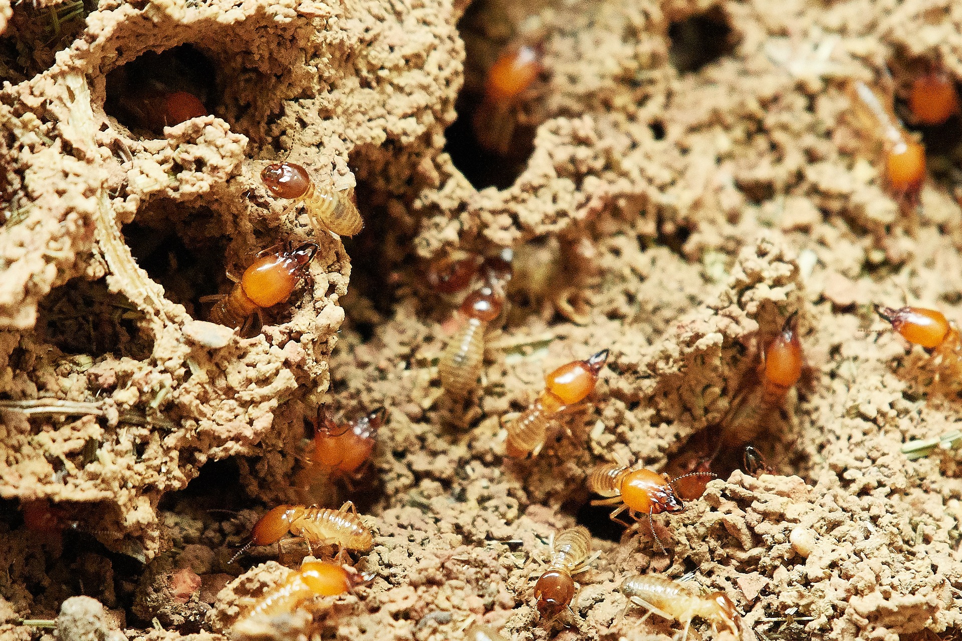 Traitement des parasites, termites.jpg