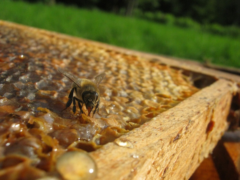 apiculture.jpg