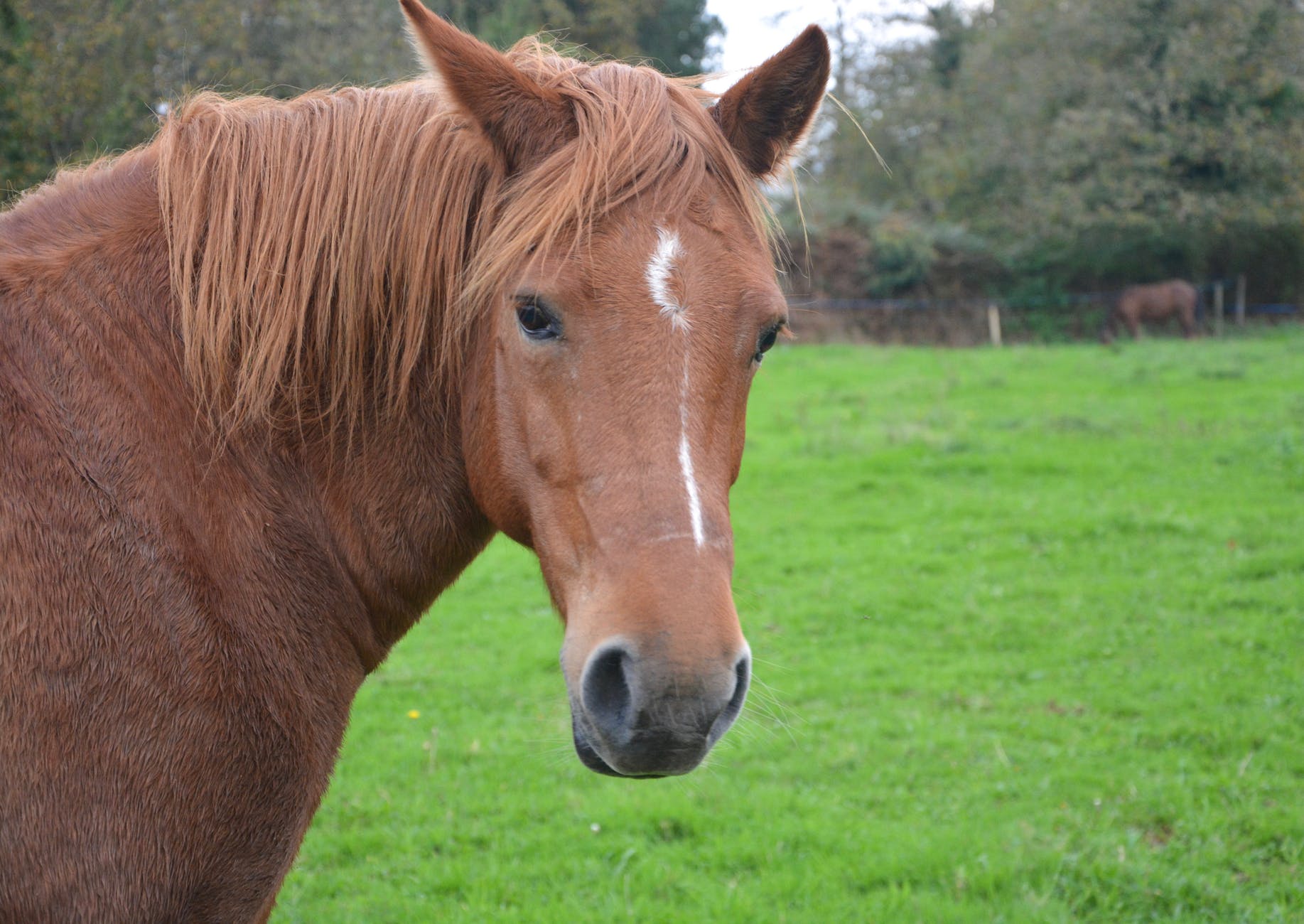 Cheval.jpg Cheval.jpg