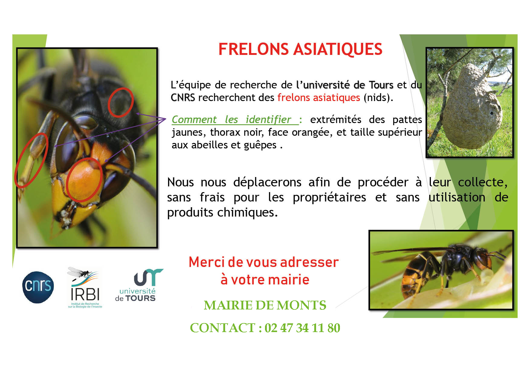 info-frelons-aupres-mairie.png