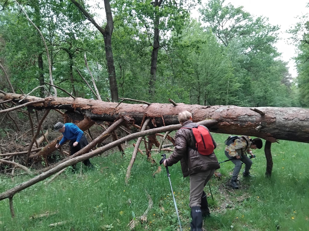 20260510-parfondru-salamandre.jpg