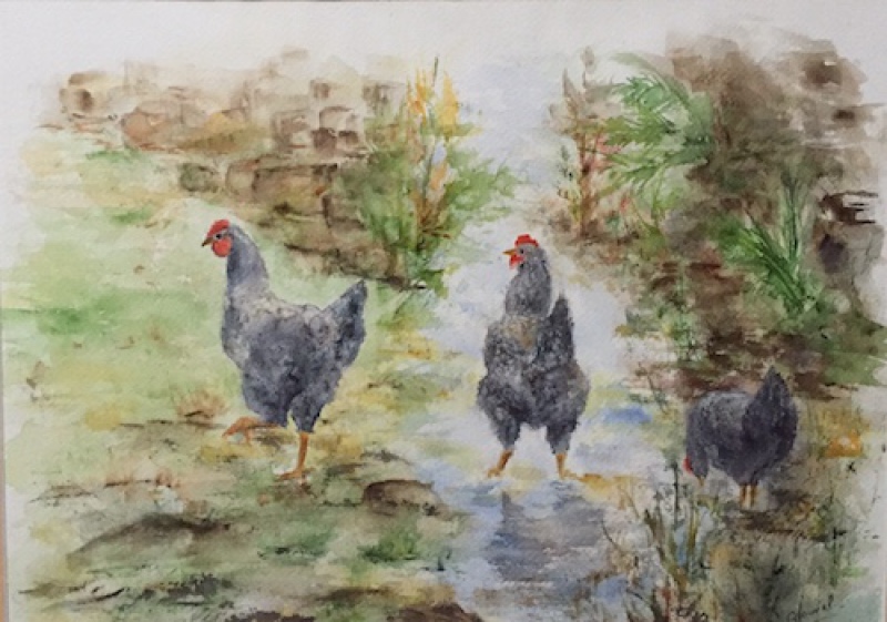 20220225_aquarelle-poules-en-liberté.jpg