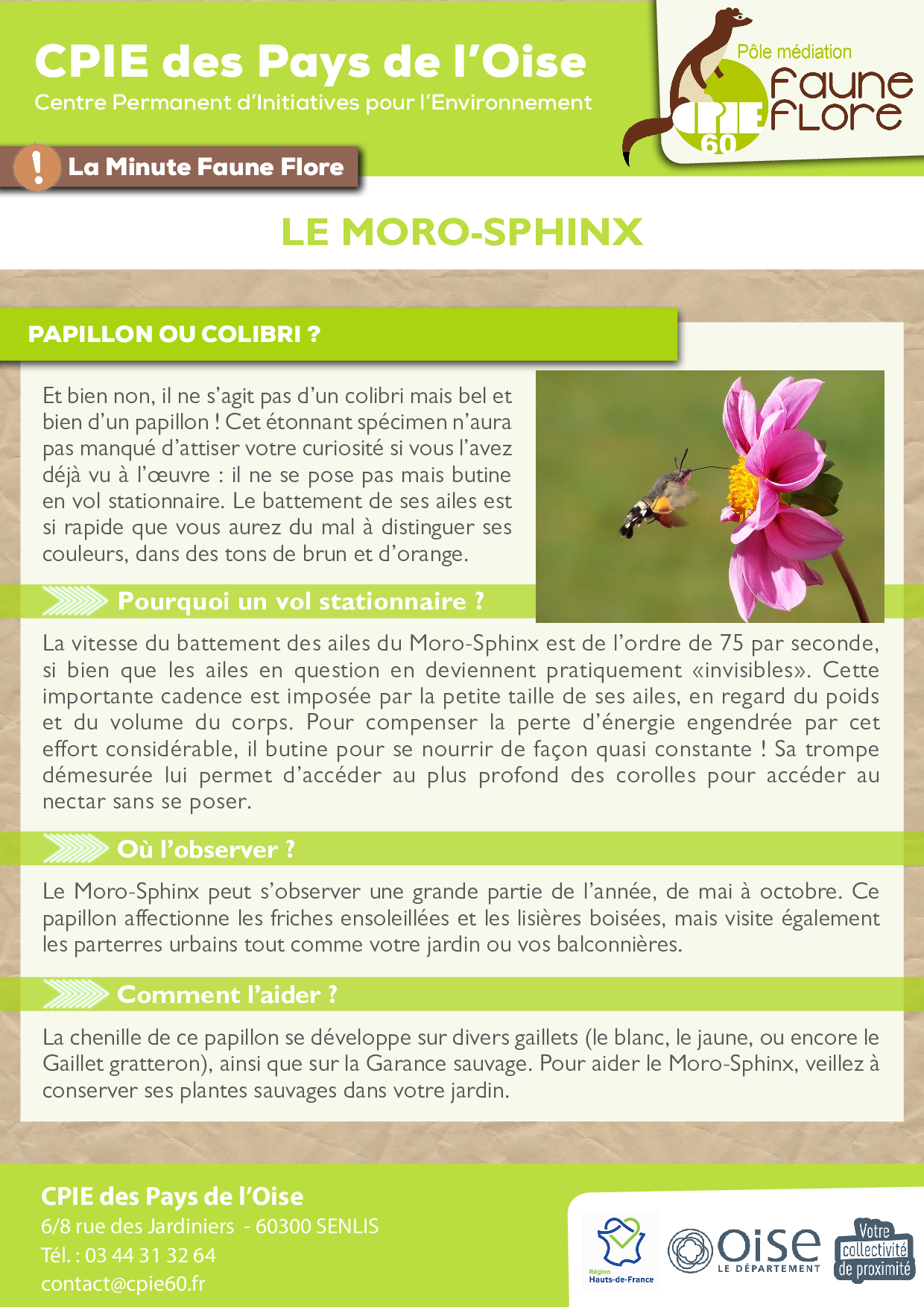 _2021_ Fiche MFF -07- morosphinx.png