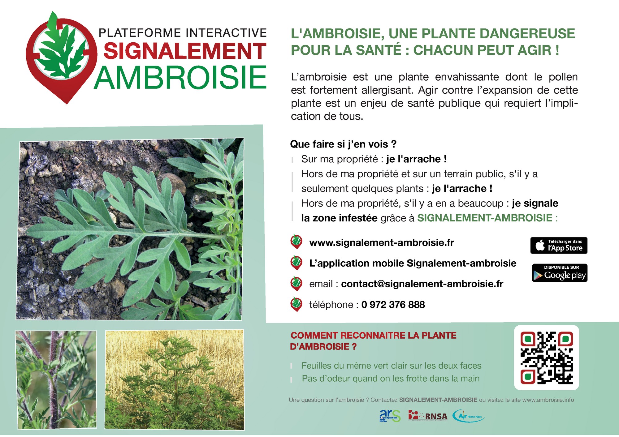 Ambroisie - Flyer _2 sur 2_.jpg