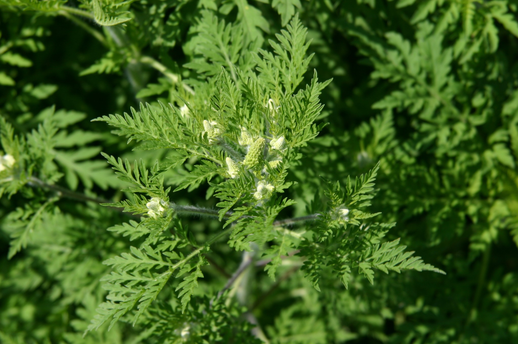 Ambroisie feuille d'armoise 2