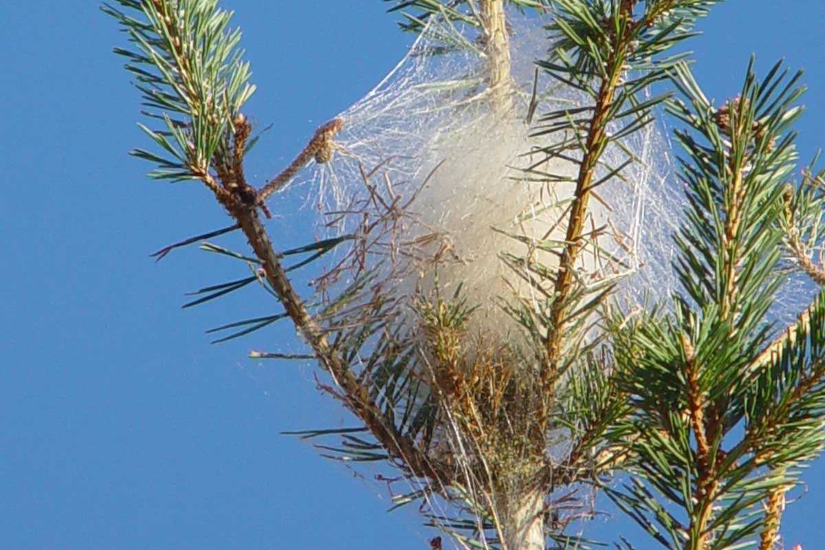 Chenilles processionnaires 2.jpg