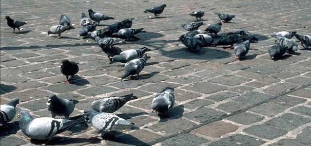 Pigeon 3.jpg