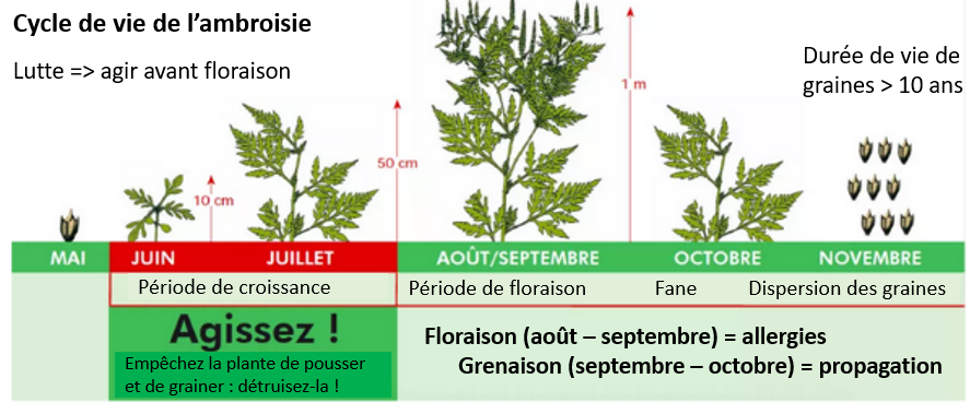 Ambroisie - Cycle de vie.png