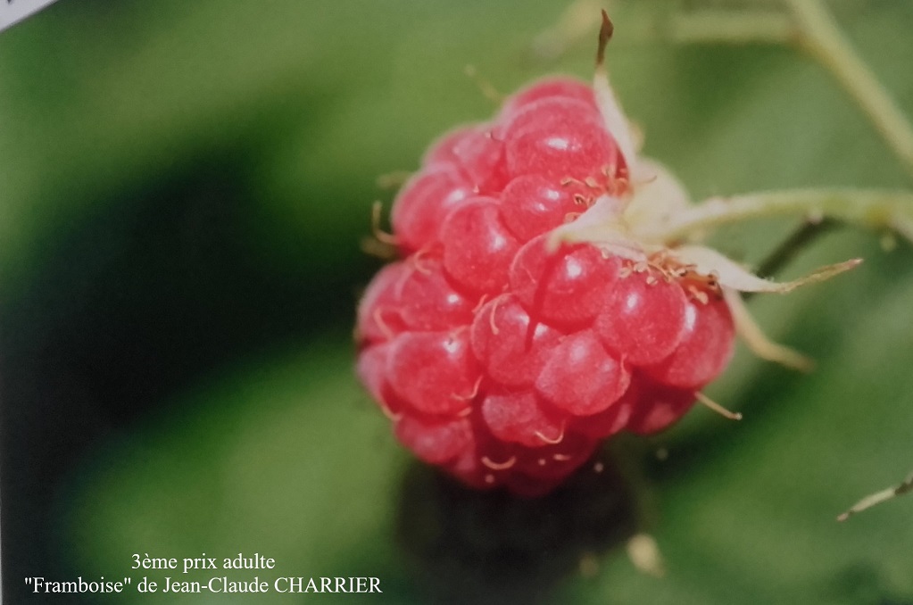 Framboise.jpg